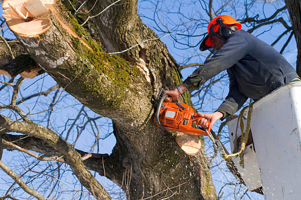 worker using chain saw to cut off branch